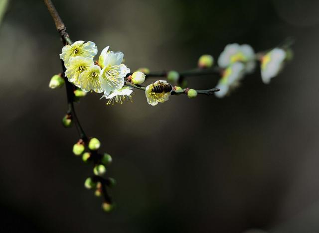 「诗词鉴赏」冬深一一开，十首梅花诗词，欣赏诗中的花中之魁