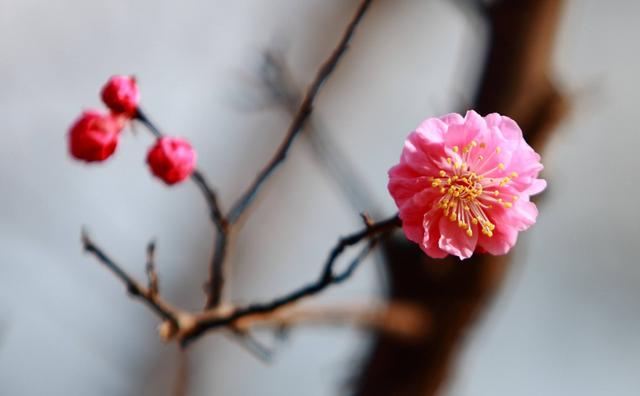 「诗词鉴赏」冬深一一开，十首梅花诗词，欣赏诗中的花中之魁