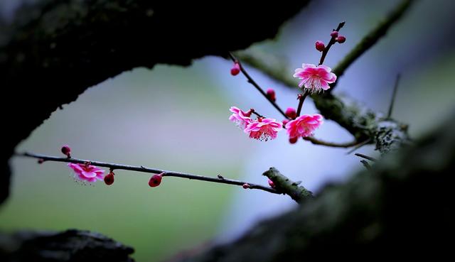 「诗词鉴赏」冬深一一开，十首梅花诗词，欣赏诗中的花中之魁