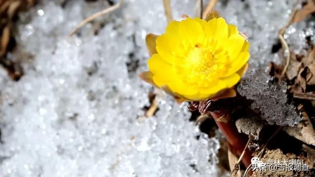 今天惊蛰！春回大地，冰雪消融，万物复苏，一片生机盎然……