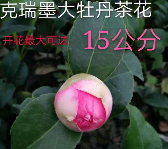 给闺蜜送盆栽，该选哪些品种？这3种花最合适