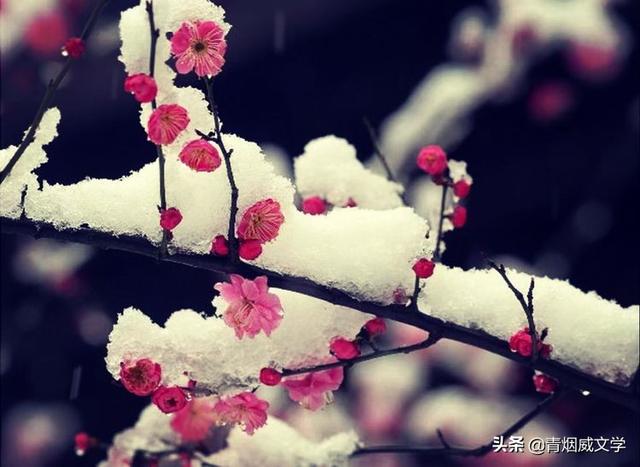 泰山日出，瑞雪红梅（诗词九首）