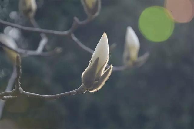 迎春花只有一种，但迎春之花不少