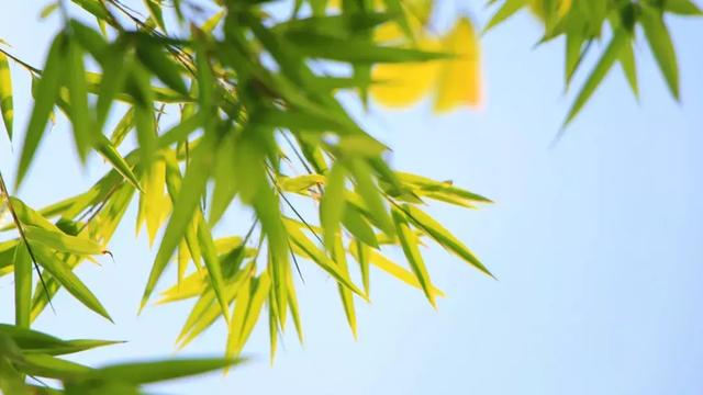 100句唯美春日诗词：细雨鱼儿出，微风燕子斜