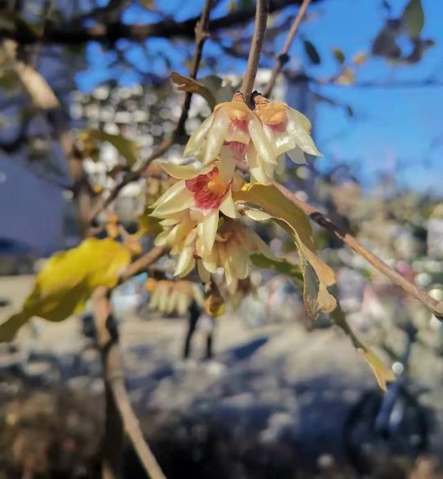 花中真寒客！河北师大腊梅初绽，暗香浮动