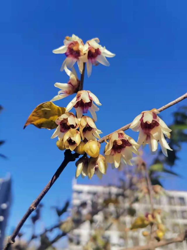 花中真寒客！河北师大腊梅初绽，暗香浮动