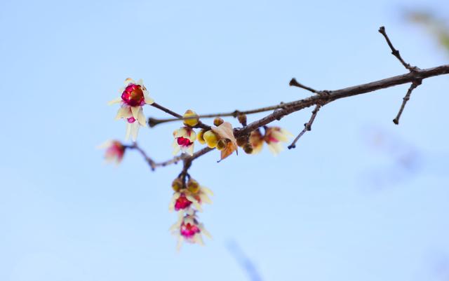 花中真寒客！河北师大腊梅初绽，暗香浮动