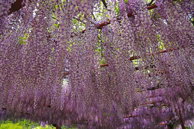 写作素材：描写花草的精彩段落，孩子写物描景作文不用愁啦