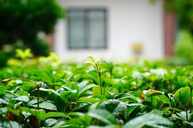 天青色等烟雨 | 20首诗词中的雨