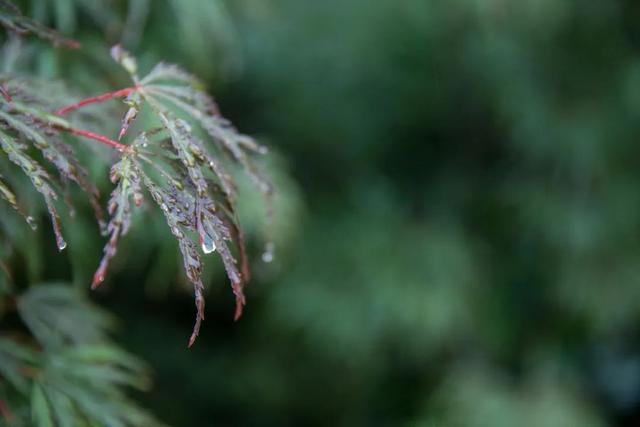 天青色等烟雨 | 20首诗词中的雨