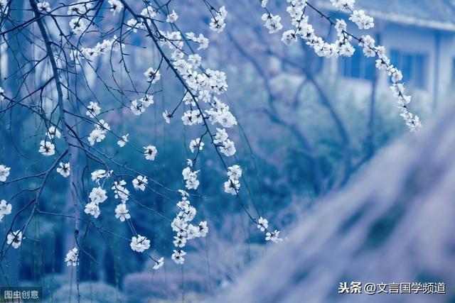 雪似梅花 梅花似雪 似和不似都奇绝