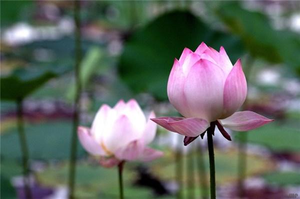 经典句子：心如莲花，人生才会一路芬芳