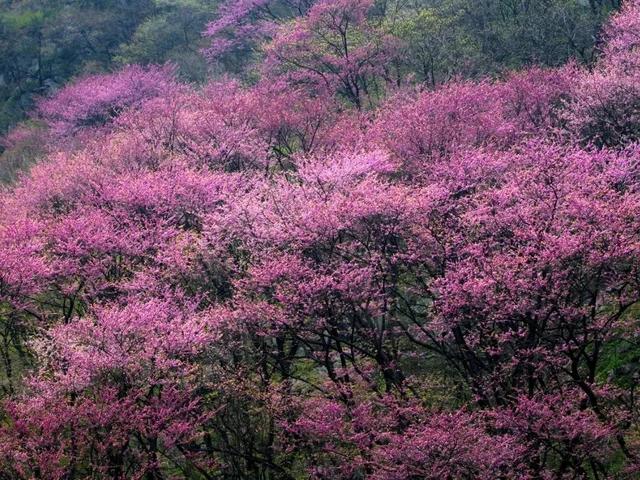 春游西安 | 听绿树作响，赏烂漫春花