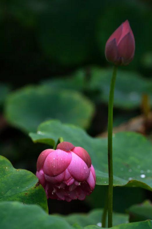 「诗词鉴赏」那些美不可言的莲花和那些咏莲的经典诗句