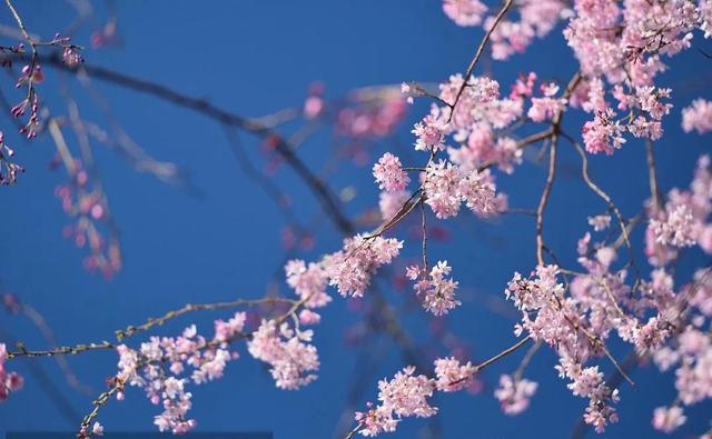 达万明诗词：赏樱花（五首）