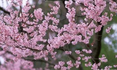 达万明诗词：赏樱花（五首）