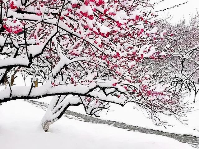 渺万里层云，千山暮雪，只影向谁去？12 句优美的写雪的句子