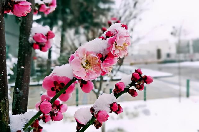 渺万里层云，千山暮雪，只影向谁去？12 句优美的写雪的句子