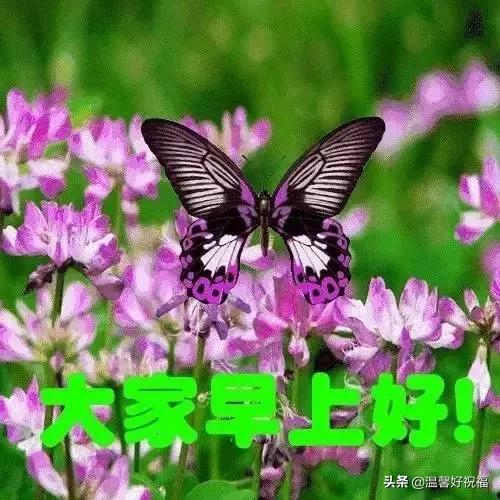 经典早安幸福慰问鲜花图片问候语，春天清晨早上好祝福语句