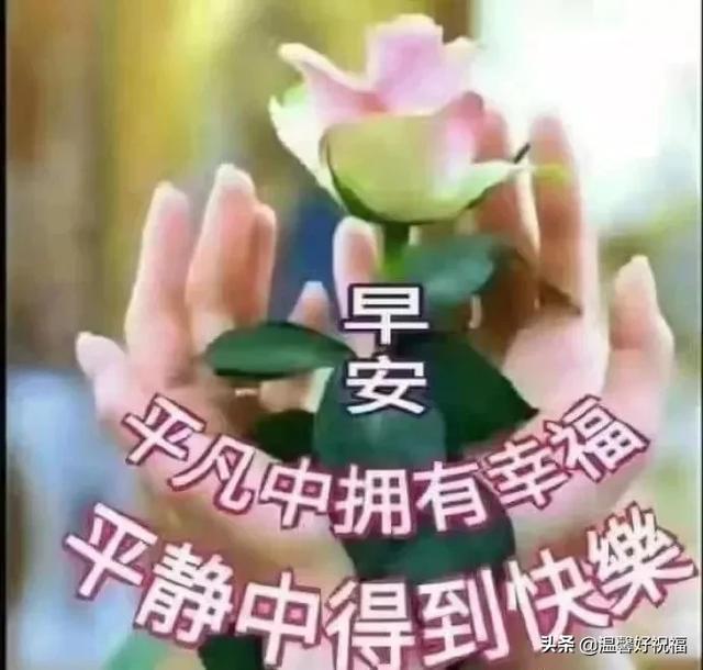 经典早安幸福慰问鲜花图片问候语，春天清晨早上好祝福语句