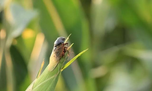 「诗词鉴赏」且听蝉吟，十首听蝉的古诗词，在夏日那一声声蝉鸣