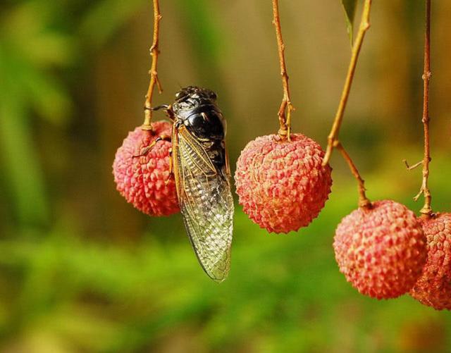 「诗词鉴赏」且听蝉吟，十首听蝉的古诗词，在夏日那一声声蝉鸣