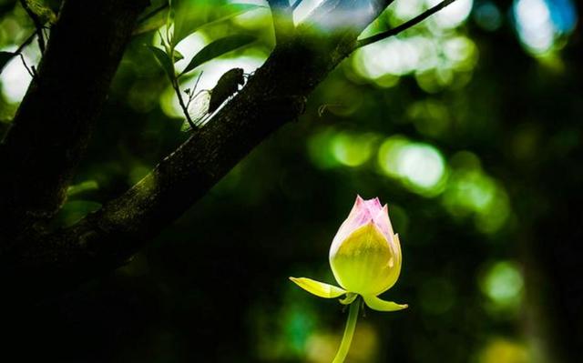 「诗词鉴赏」且听蝉吟，十首听蝉的古诗词，在夏日那一声声蝉鸣