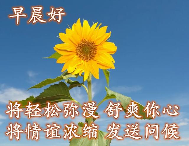 清晨致朋友的早安祝福图片 问候早安的图片