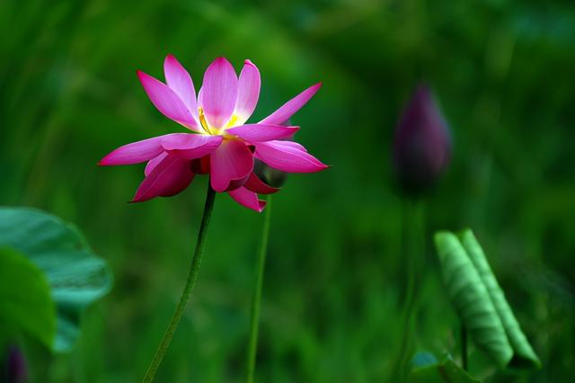 「诗词鉴赏」鱼戏动新荷，十首新荷的诗词，别样美丽，别样动人