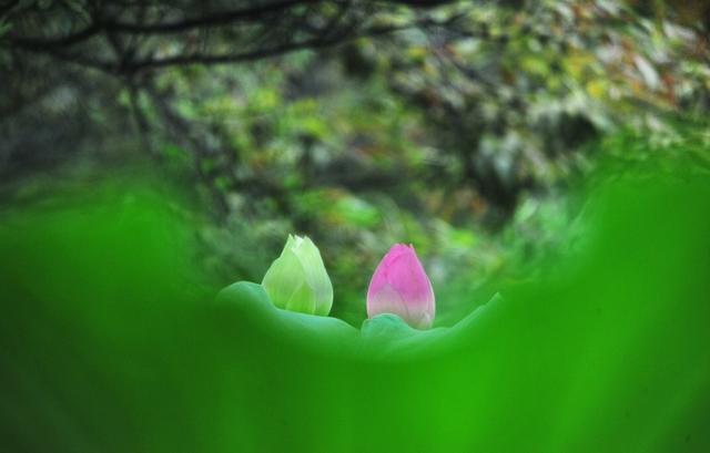 「诗词鉴赏」鱼戏动新荷，十首新荷的诗词，别样美丽，别样动人