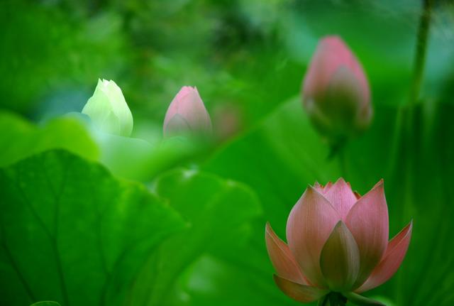 「诗词鉴赏」鱼戏动新荷，十首新荷的诗词，别样美丽，别样动人