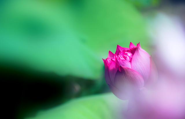 「诗词鉴赏」鱼戏动新荷，十首新荷的诗词，别样美丽，别样动人