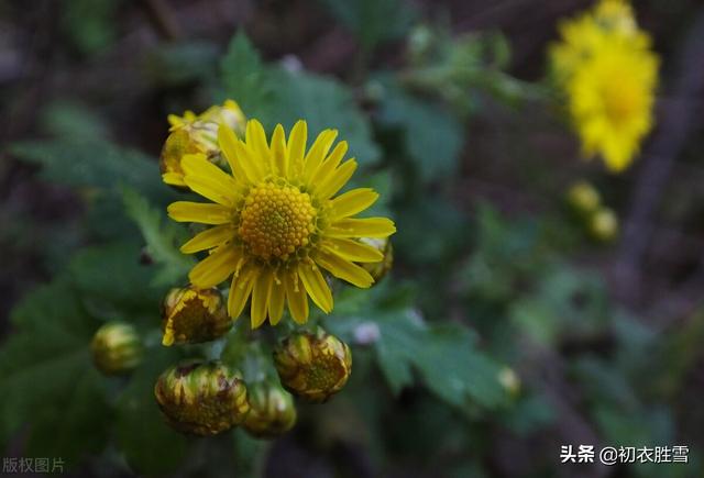 大气爱国重阳节诗词六首：俯仰人间今古，寥廓江天万里霜