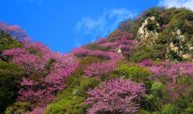 中国诗词大会：李白下终南山到山人家，长歌吟松风，展现温暖一面