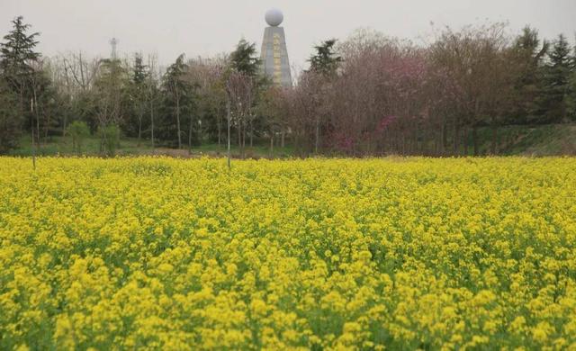 踏春赏景 | 油菜花海美如画 一沐春风万顷黄