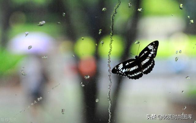 和雨有关的句子：找不到喜欢的伞、我宁愿淋雨