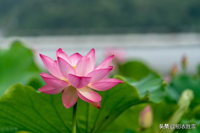 明丽秋水荷花诗词七首：数朵芙蕖，嫣然一笑凌清晓