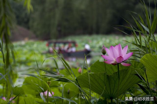 明丽秋水荷花诗词七首：数朵芙蕖，嫣然一笑凌清晓