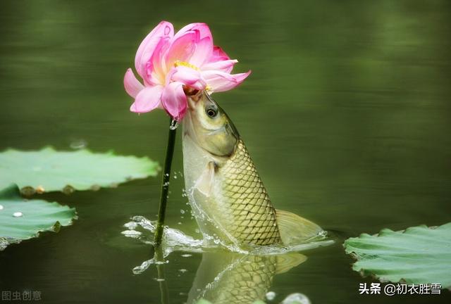 明丽秋水荷花诗词七首：数朵芙蕖，嫣然一笑凌清晓