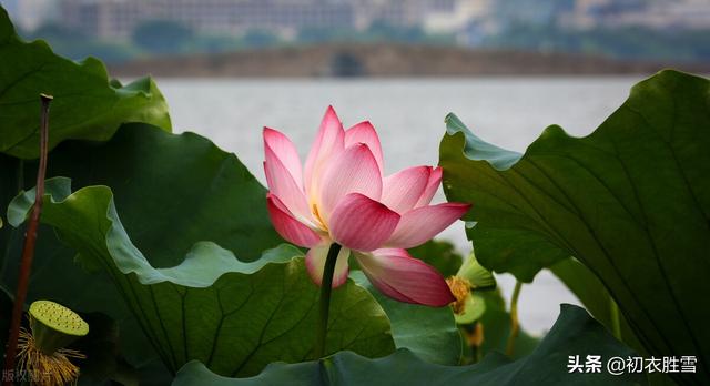 明丽秋水荷花诗词七首：数朵芙蕖，嫣然一笑凌清晓