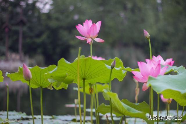 明丽秋水荷花诗词七首：数朵芙蕖，嫣然一笑凌清晓