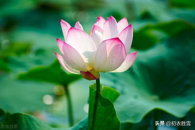 明丽秋水荷花诗词七首：数朵芙蕖，嫣然一笑凌清晓