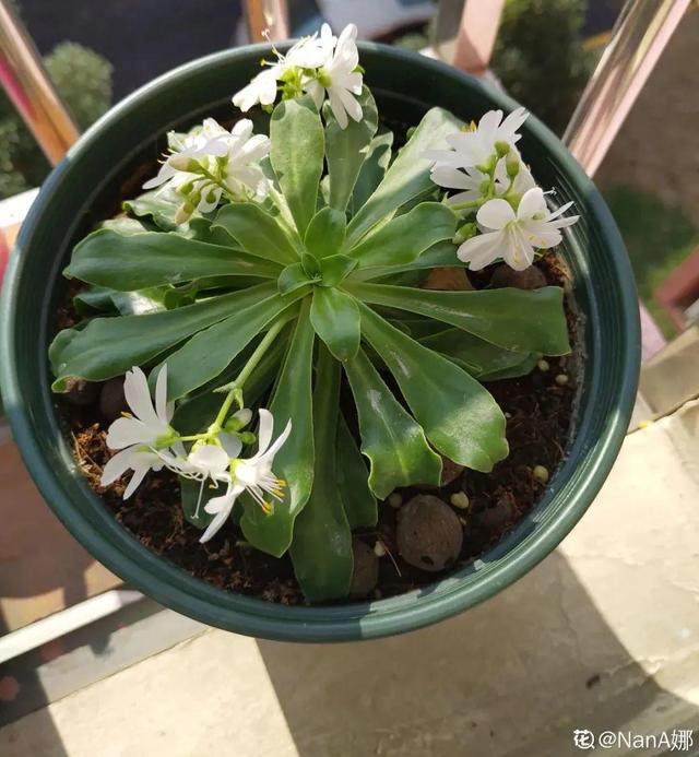 颜值超高的小清新植物，一年到头都在开花，而且越开花越多