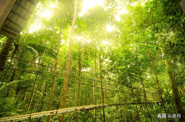 组合飞花令：颜色＋植物（二）“树”＋颜色，赶紧收藏