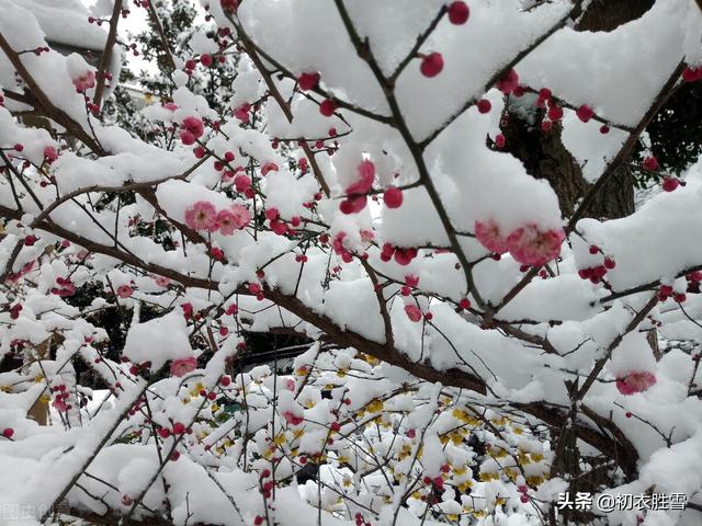 小寒节气物候古诗五首：雪尽南坡雁北飞