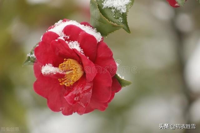 小寒节气物候古诗五首：雪尽南坡雁北飞