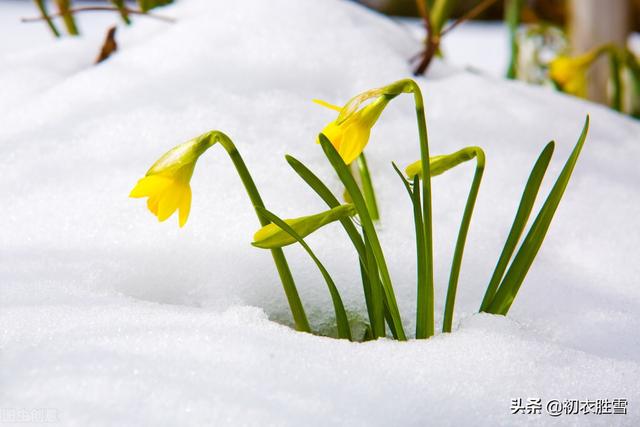 小寒节气物候古诗五首：雪尽南坡雁北飞