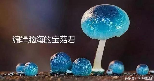 我是蓝宝菇，慌的一比，蓝瘦又香菇！