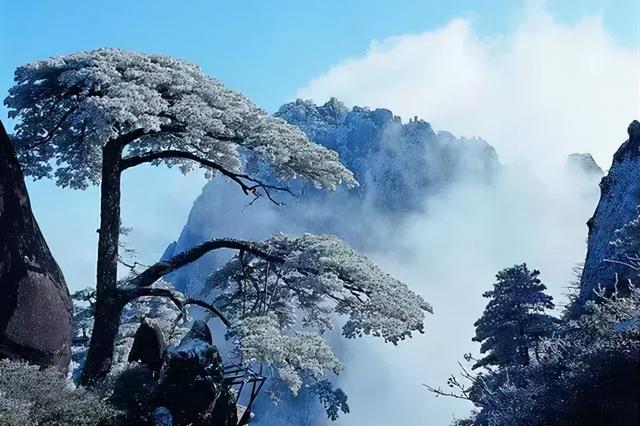 凌风知劲节 负雪见贞心，十一首寒松的诗词，傲雪凌霜松精神