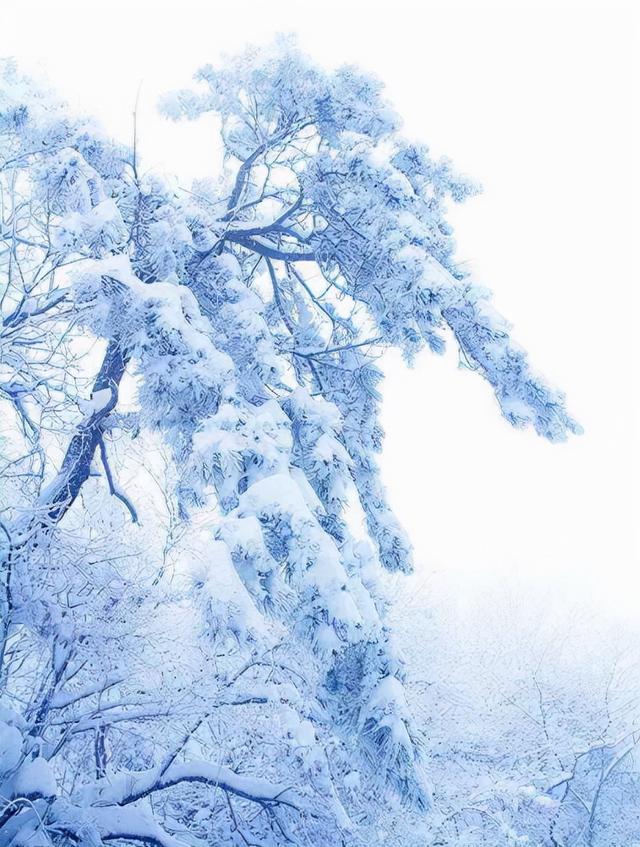 凌风知劲节 负雪见贞心，十一首寒松的诗词，傲雪凌霜松精神